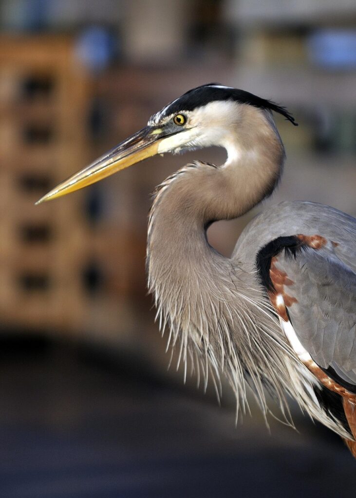 Find Your School District heron, bird, nature, florida, feathers